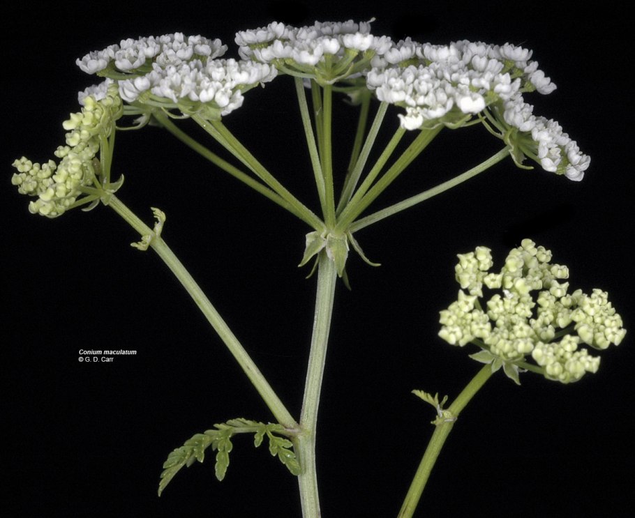 Плоды болиголова пятнистого