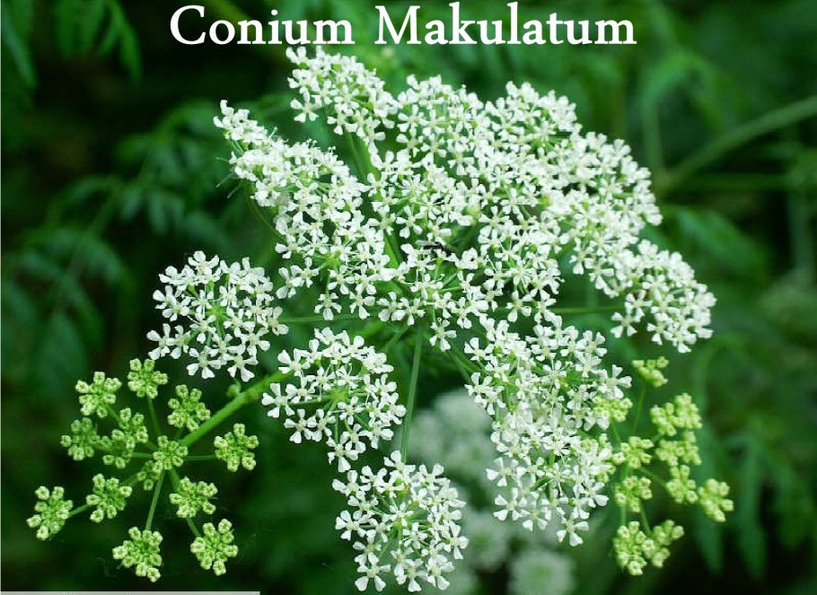 Болиголов петрушка