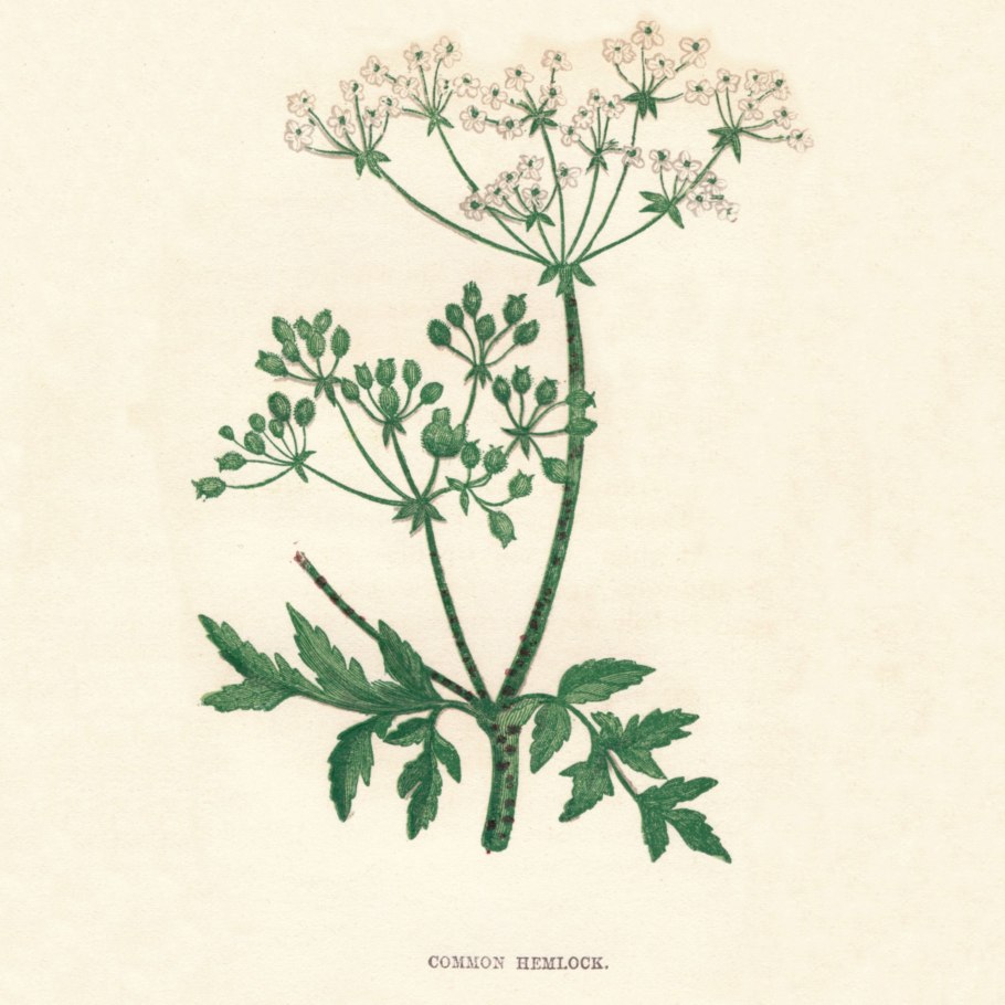 Болиголов пятнистый съедобный