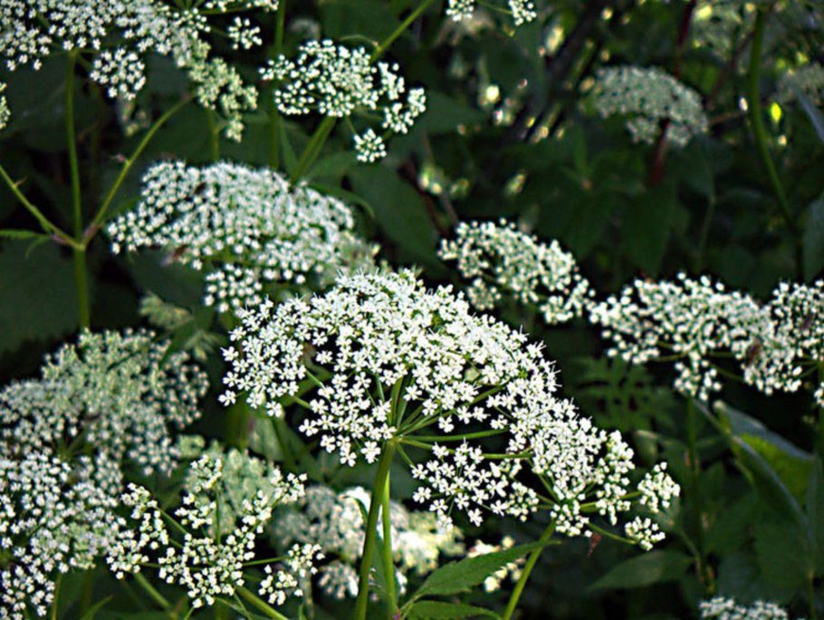 Борщевик ядовитое растение