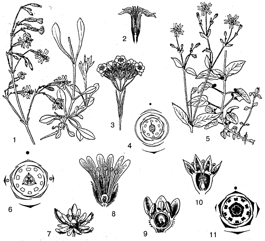 Пасленовые дикорастущие растения