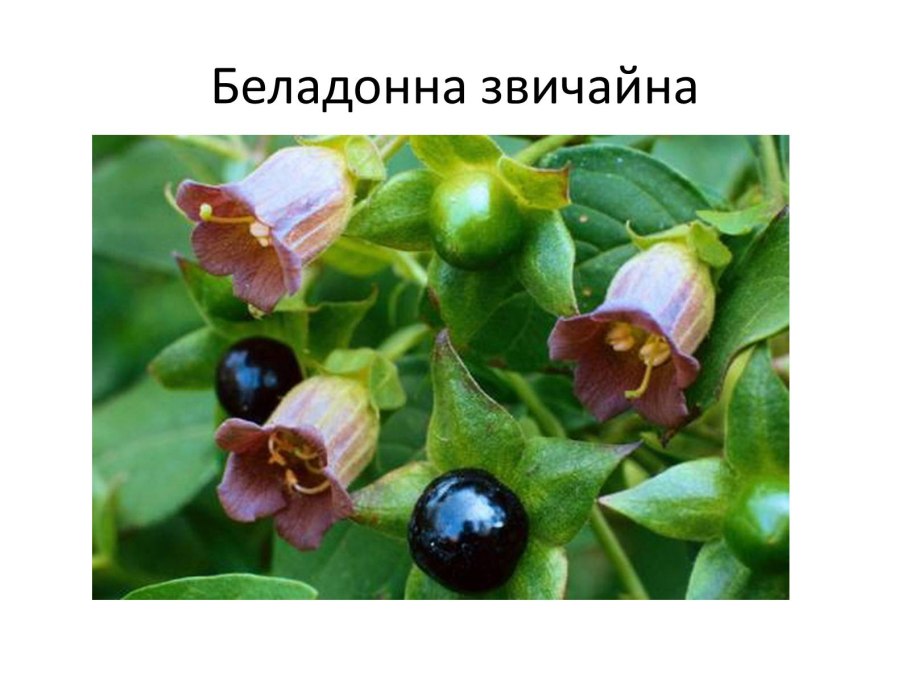 Расшифровка формулы цветка