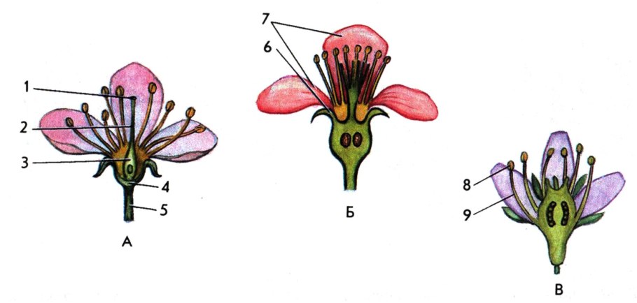 Части околоцветника