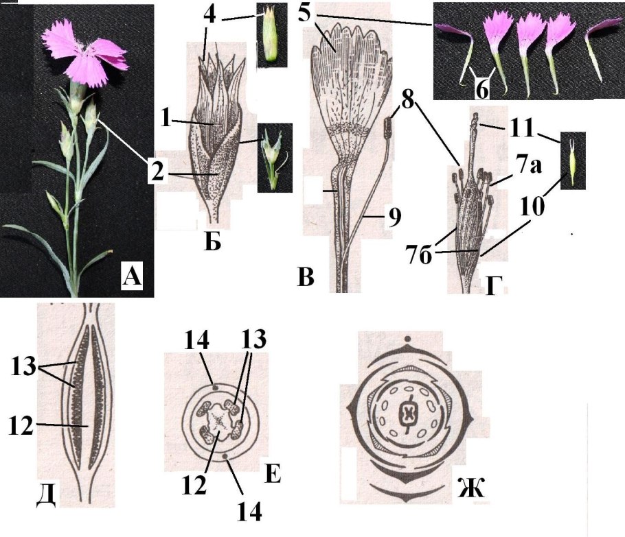 Красавка белладонна красная книга