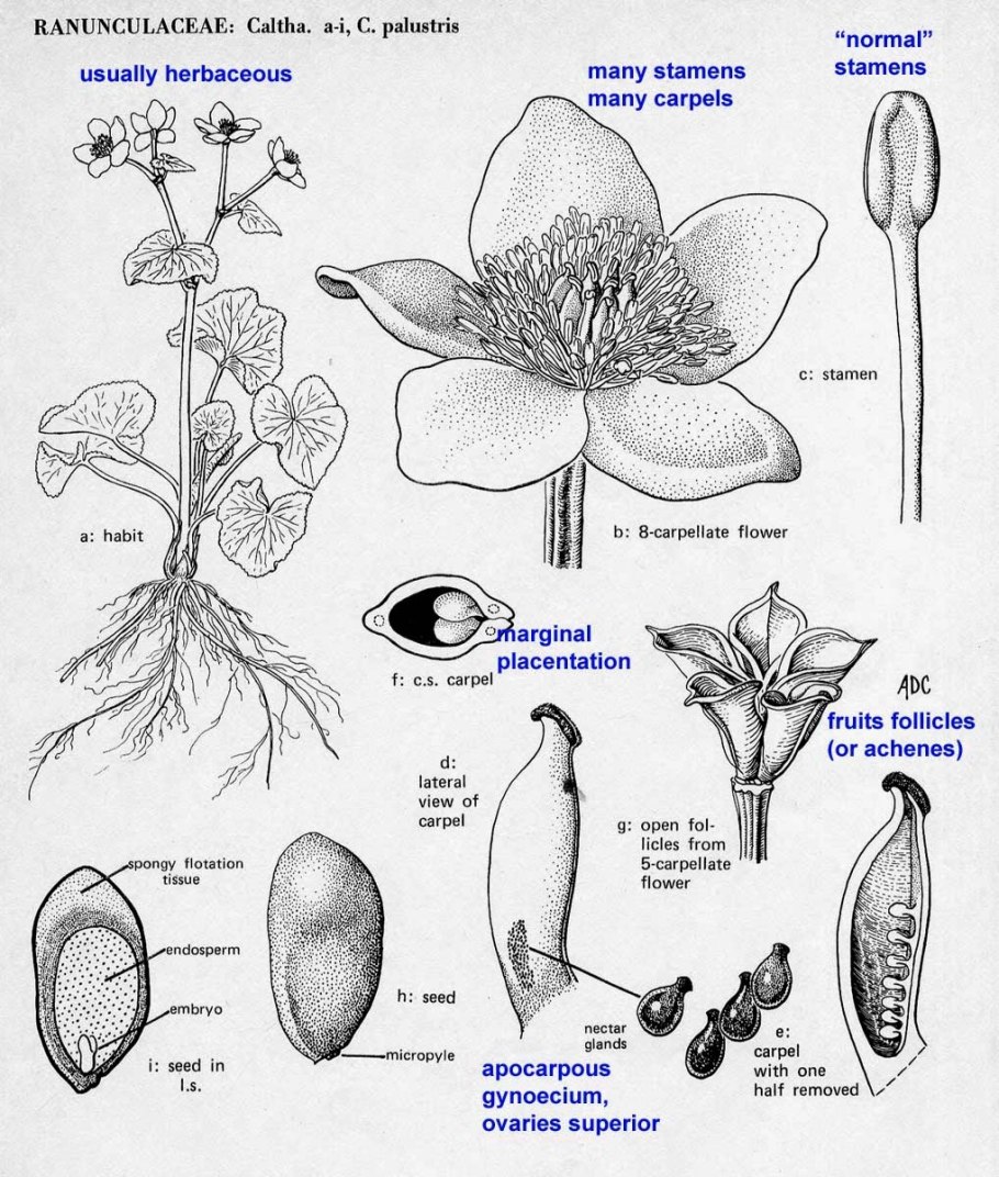 Красавка Пасленовые