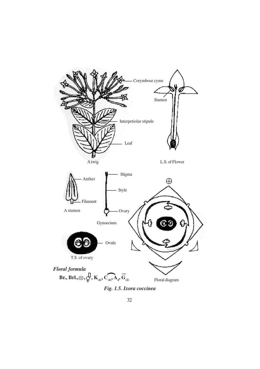 Лютик кашубский гинецей