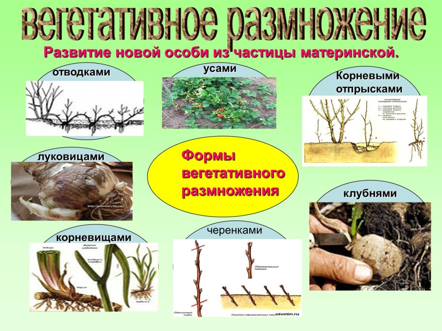 Какие растения размножаются вегетативно примеры растений