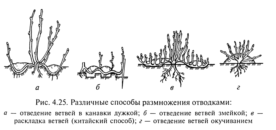 Отводки вегетативное размножение