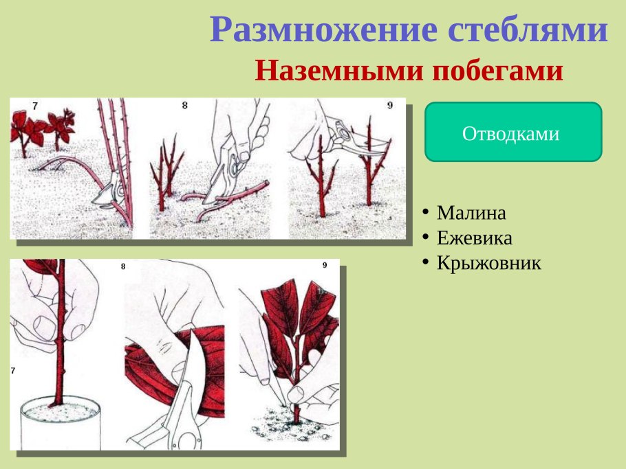 Размножение надземными побегами черенками