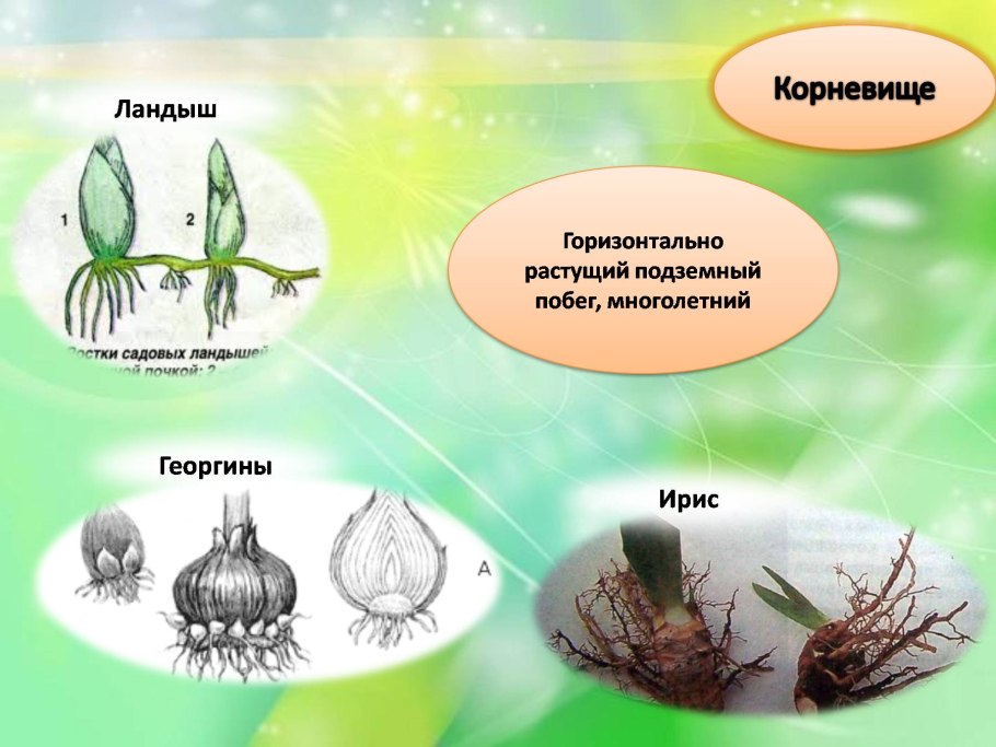 Бесполое размножение корневищами
