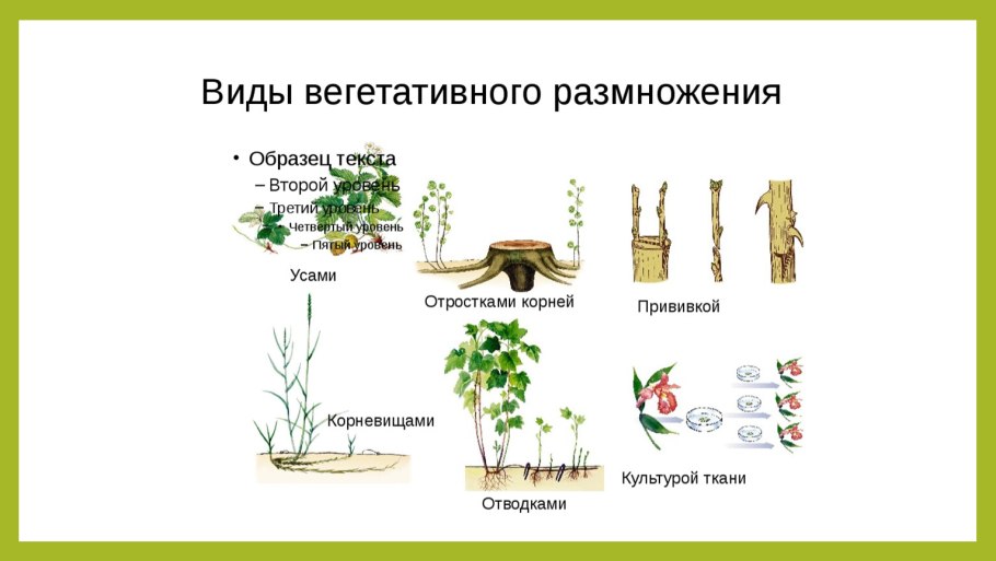 Типы вегетативного размножения растений