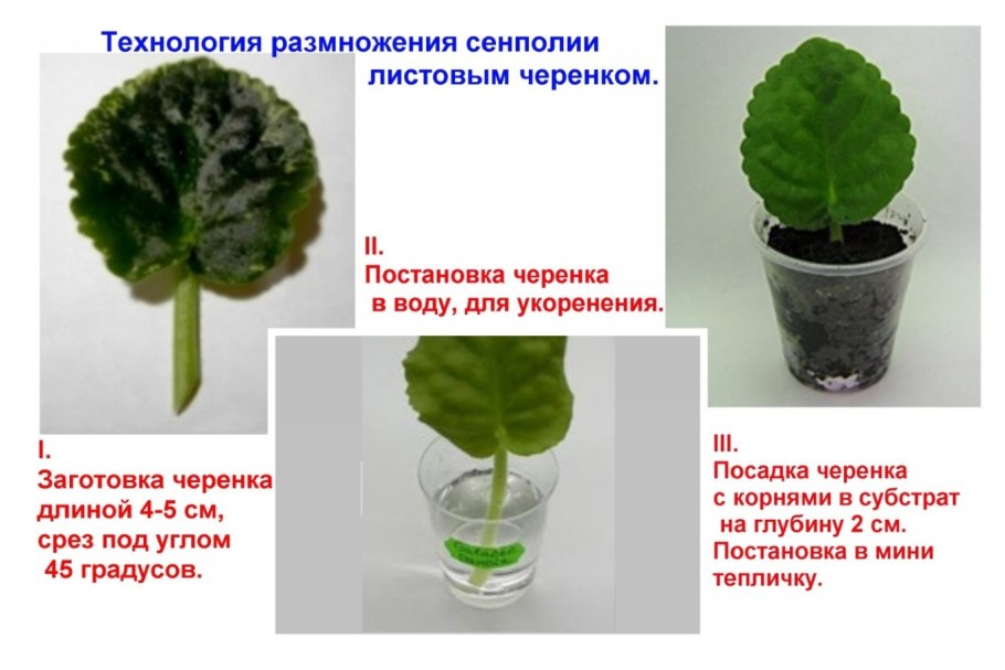 Фиалка узамбарская укоренить