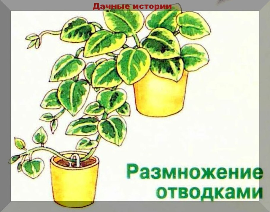 Семенное и вегетативное размножение растений