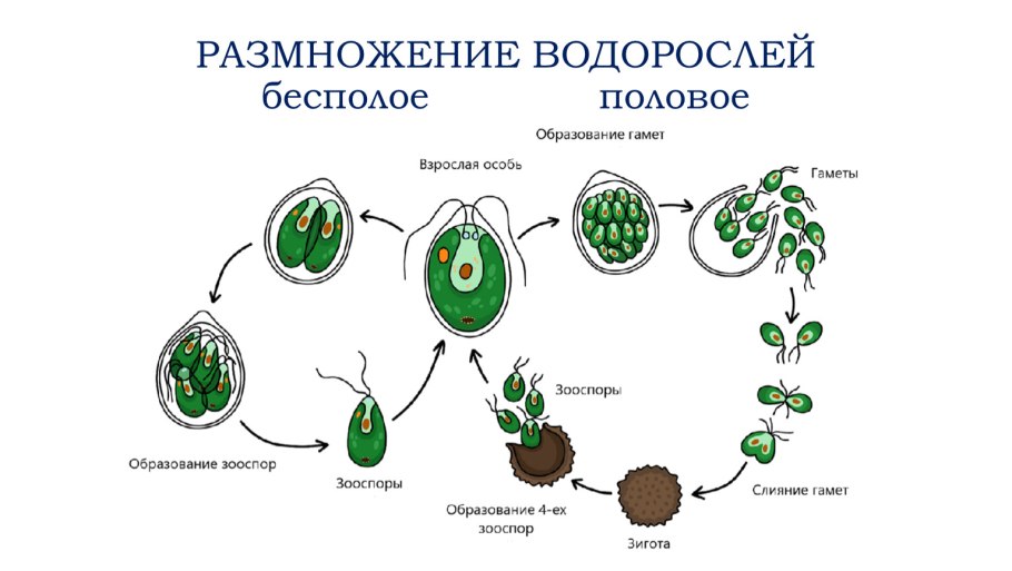 Размножение крыжовника черенками