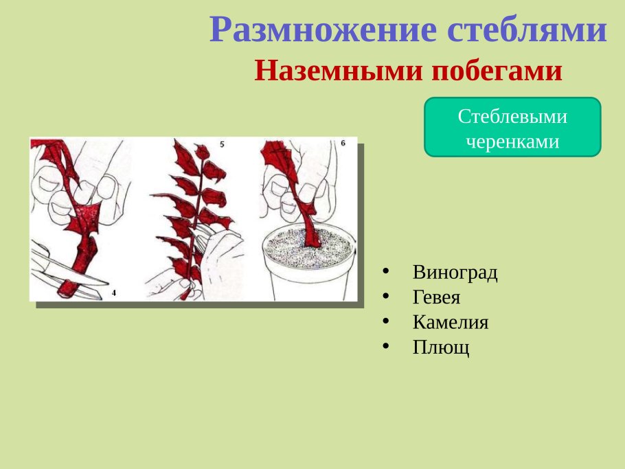 Вегетативное размножение растений стеблевыми черенками