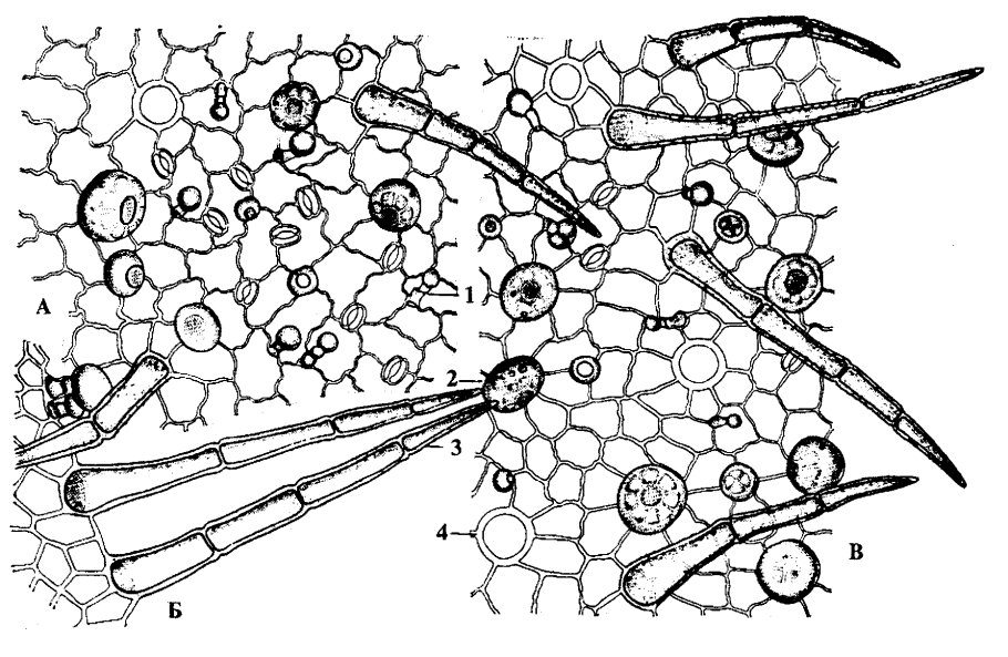 Горец птичий микроскопия листа