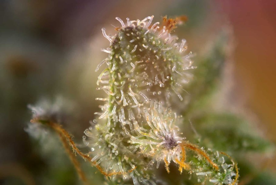 Мята большое разрешение