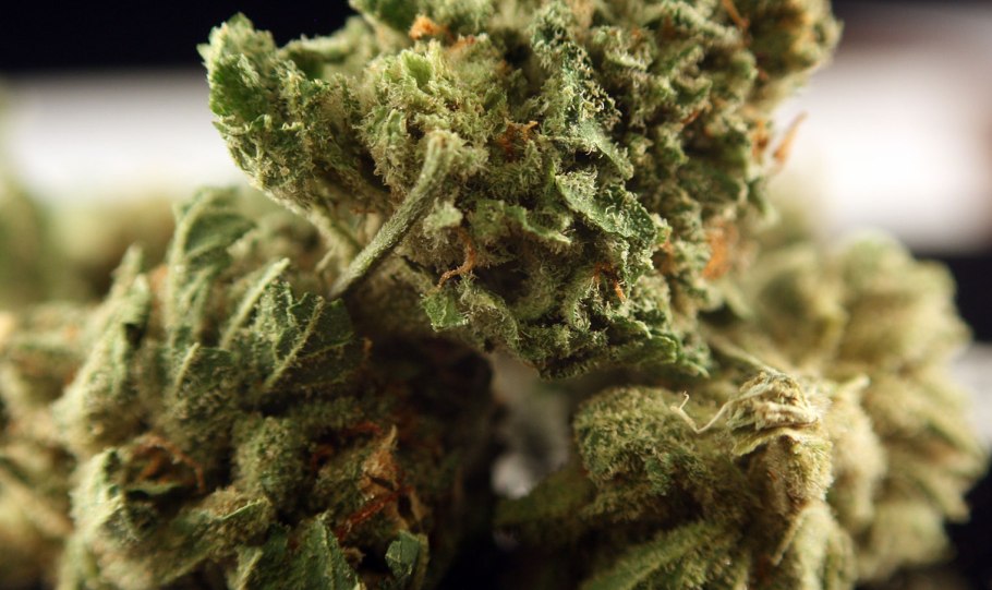 Микропрепарат эпидермис листа герани