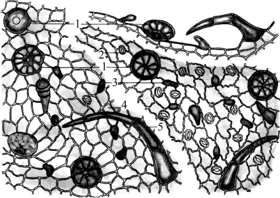 Трава горца птичьего микроскопия