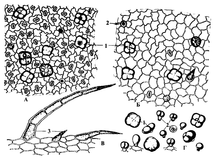 Листья Ортосифона микроскопия
