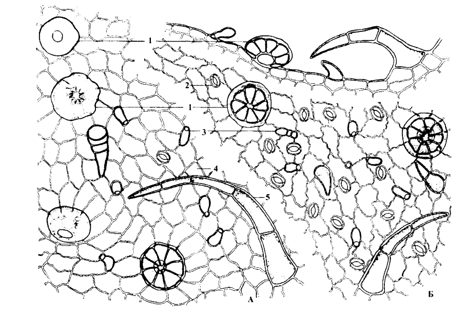 Мята перечная микроскопия листа
