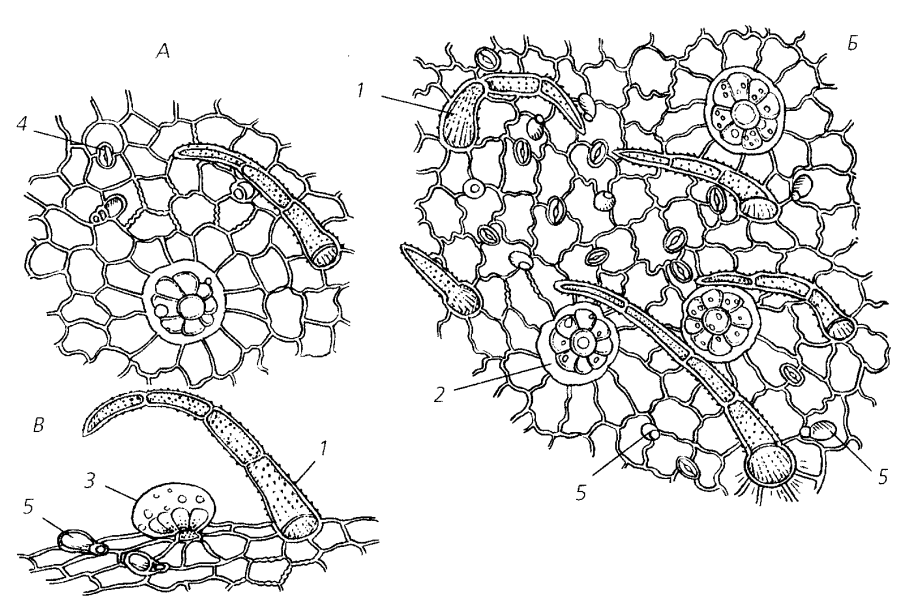 Лист душицы микроскопия