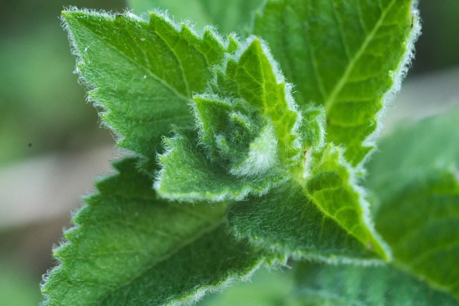 Трихомы на огурце