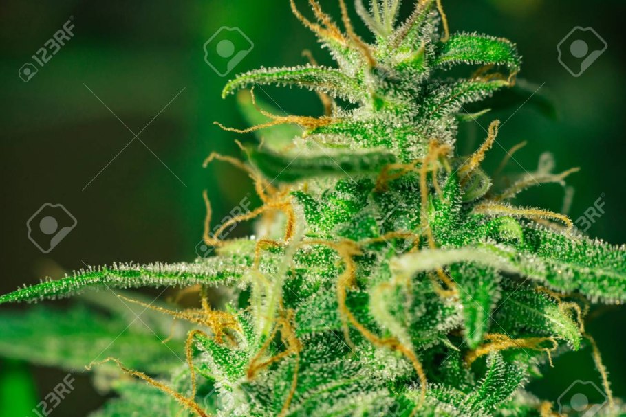 Харвест трихомы