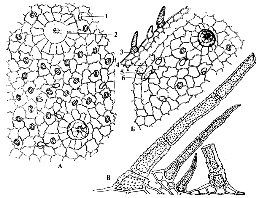 Чабрец микроскопия