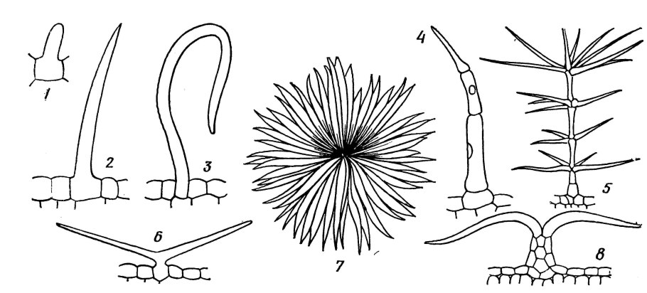 Листья мать и мачехи микроскопия