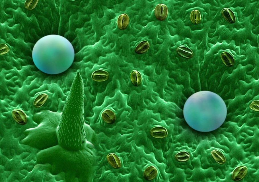 Инфографика лекарственные растения