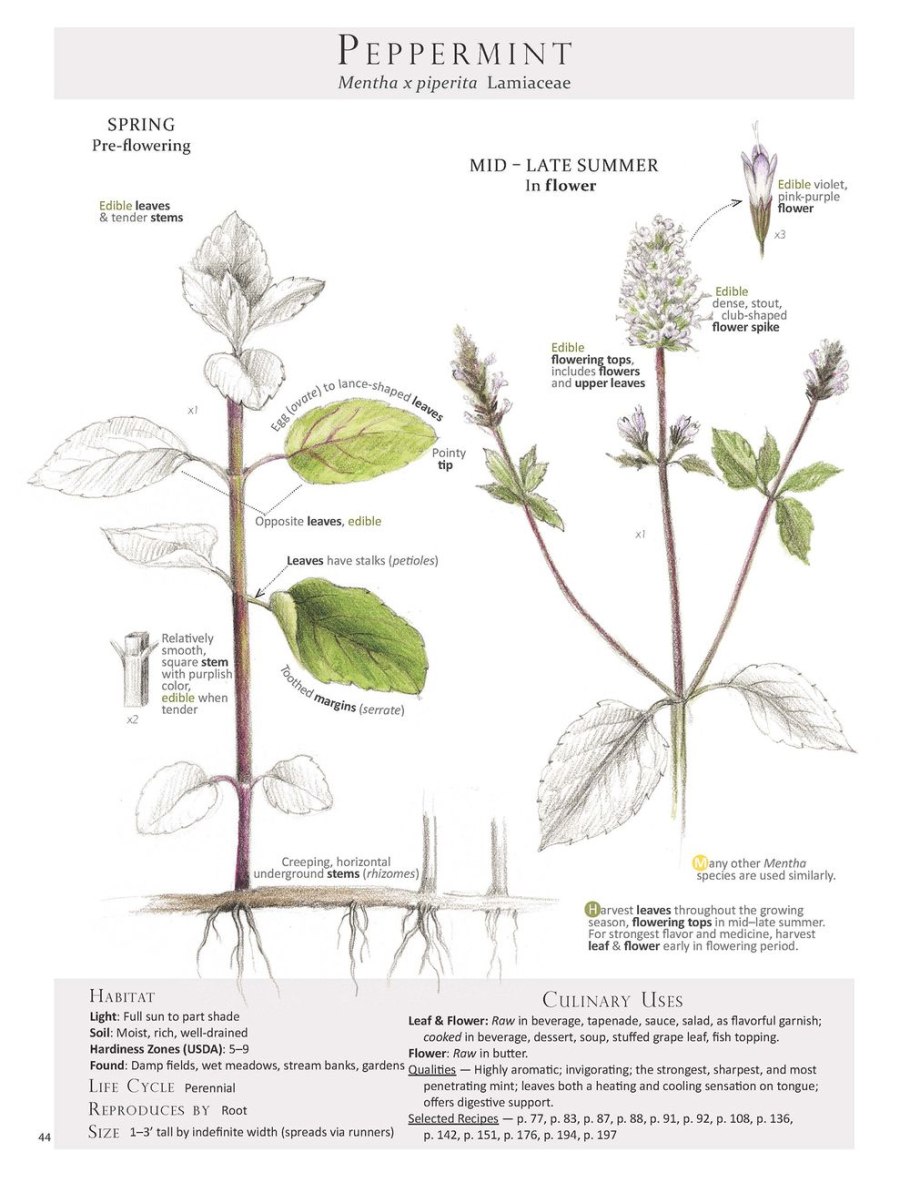 Мята перечная фармакопея