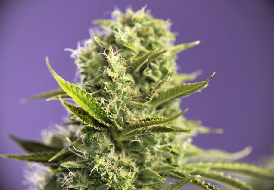 Трихомы арники