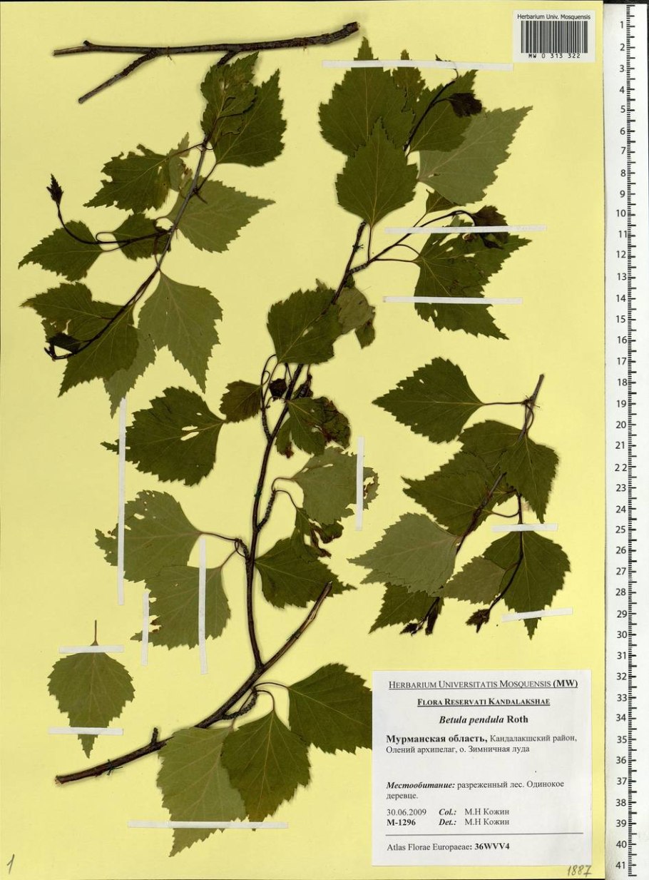 Береза далекарлийская описание