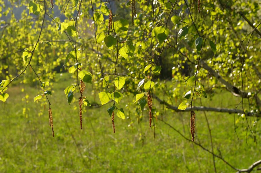 Береза повислая Fastigiata