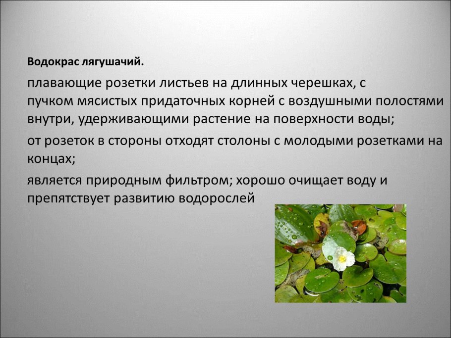 Водокрас Лягушачий сообщение 2 класс