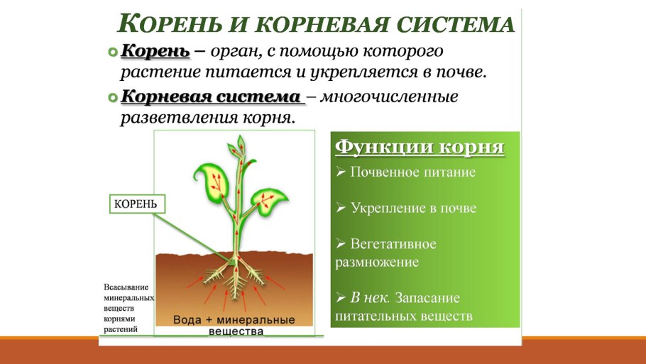 Корни цветкового растения