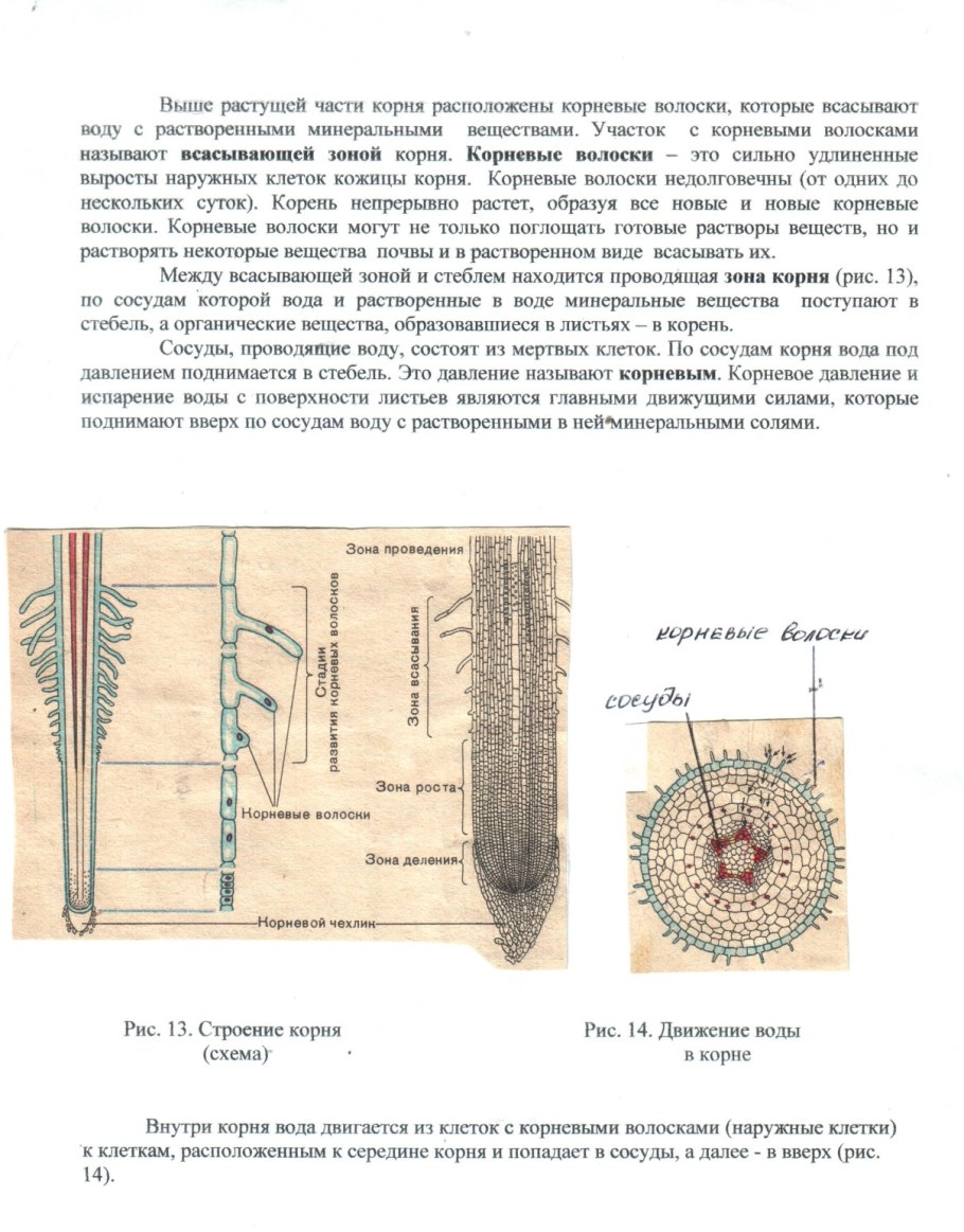 Зоны корня проведение воды