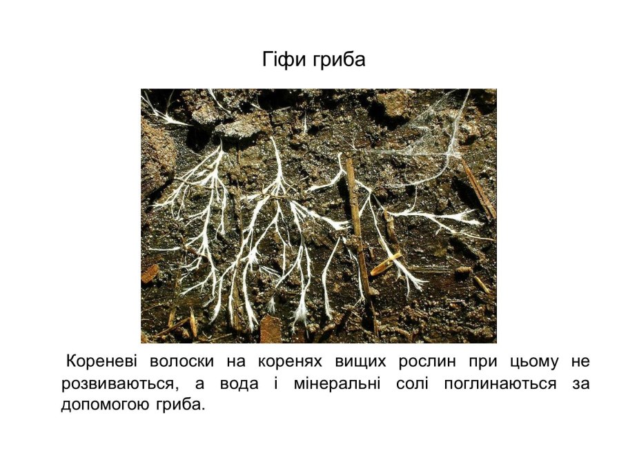 Строение гифов грибов
