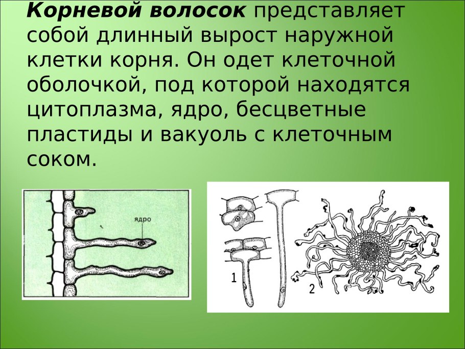 Строение корневого волоска