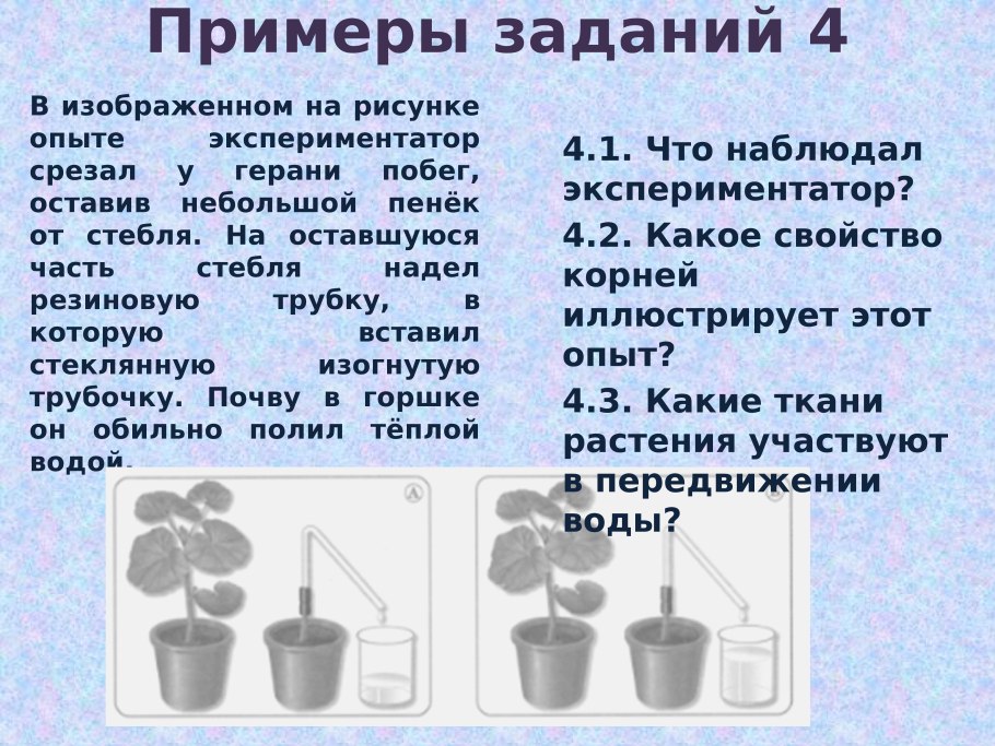 В изображено на рисунке опыте экспериментатор срезал у герани побег