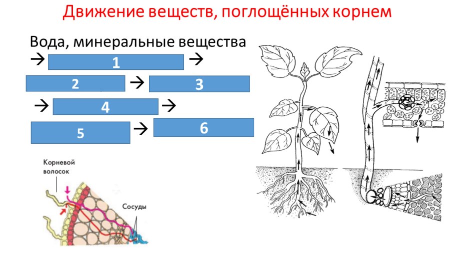 Схема движения веществ поглощенных корнем 6 класс