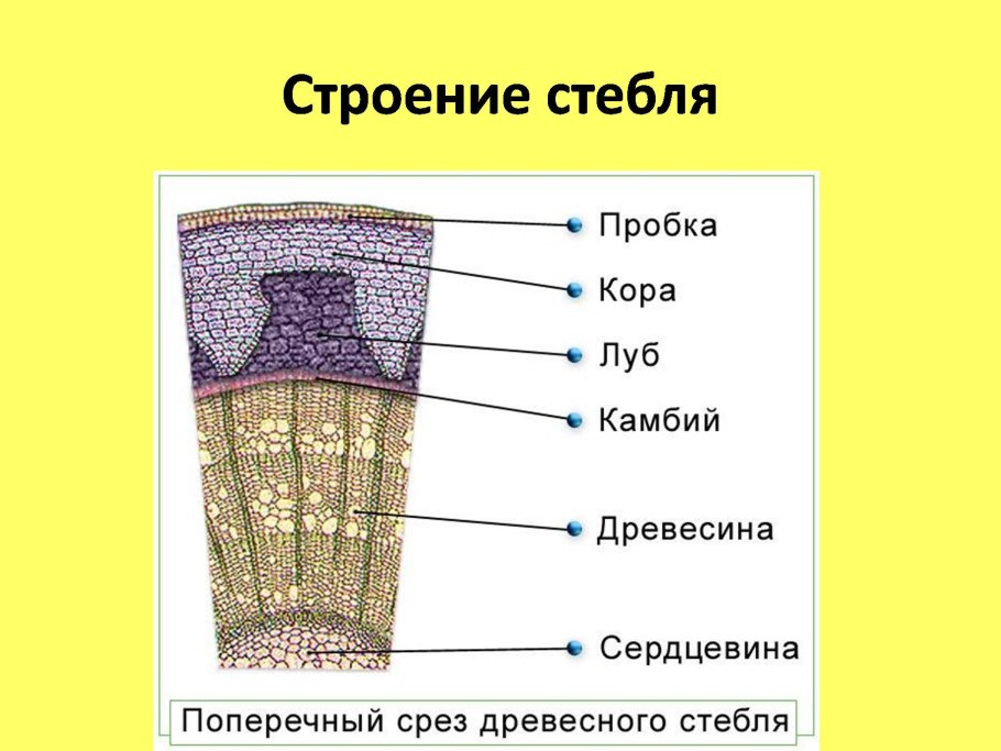 Строение среза стебля биология 6 класс