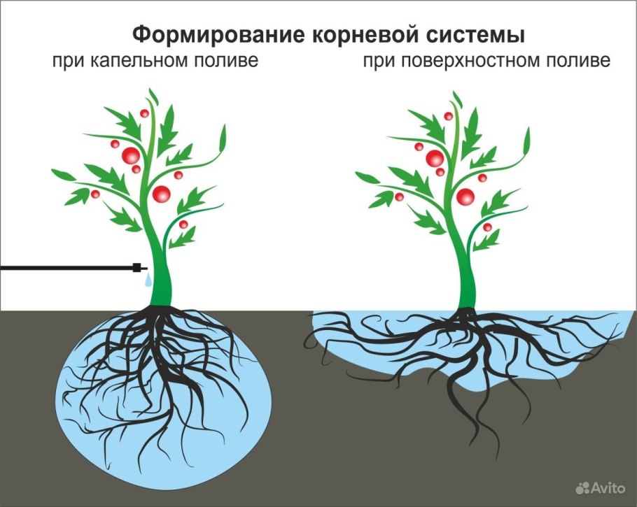 Формирование корневой системы