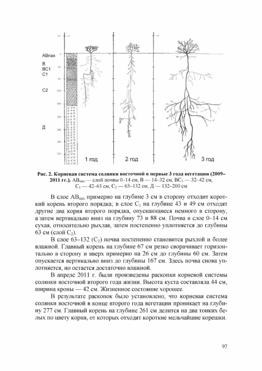 Корневая система газона