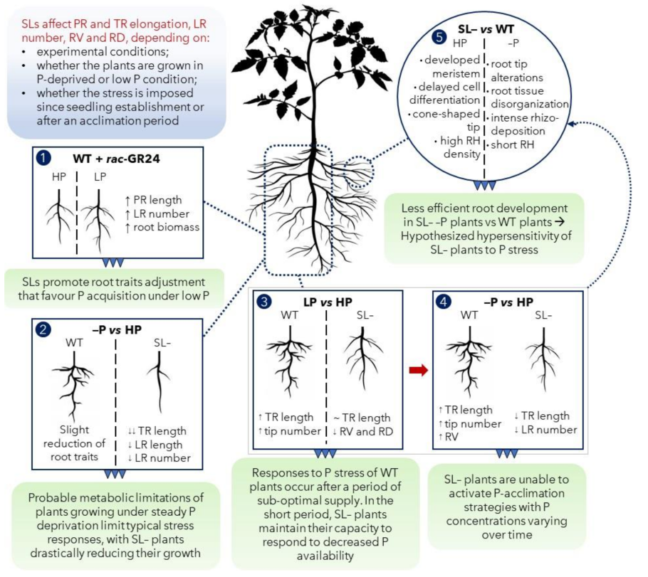 Strigolactones in Plant