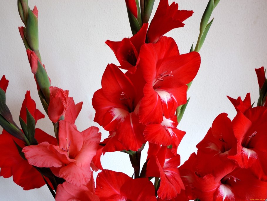 Гладиолус шоуберд