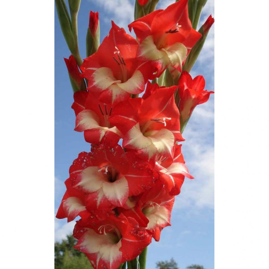 Гладиолус шпажник черепитчатый
