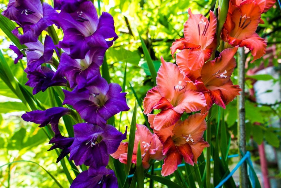 Гладиолусы этапы роста