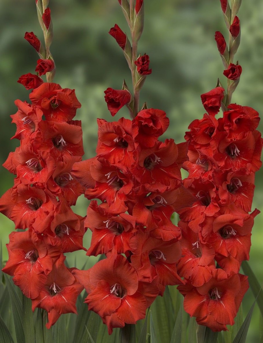 Гладиолус Бонфайр